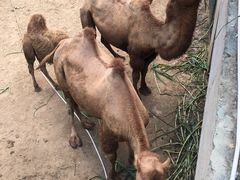 -泉州海丝野生动物世界