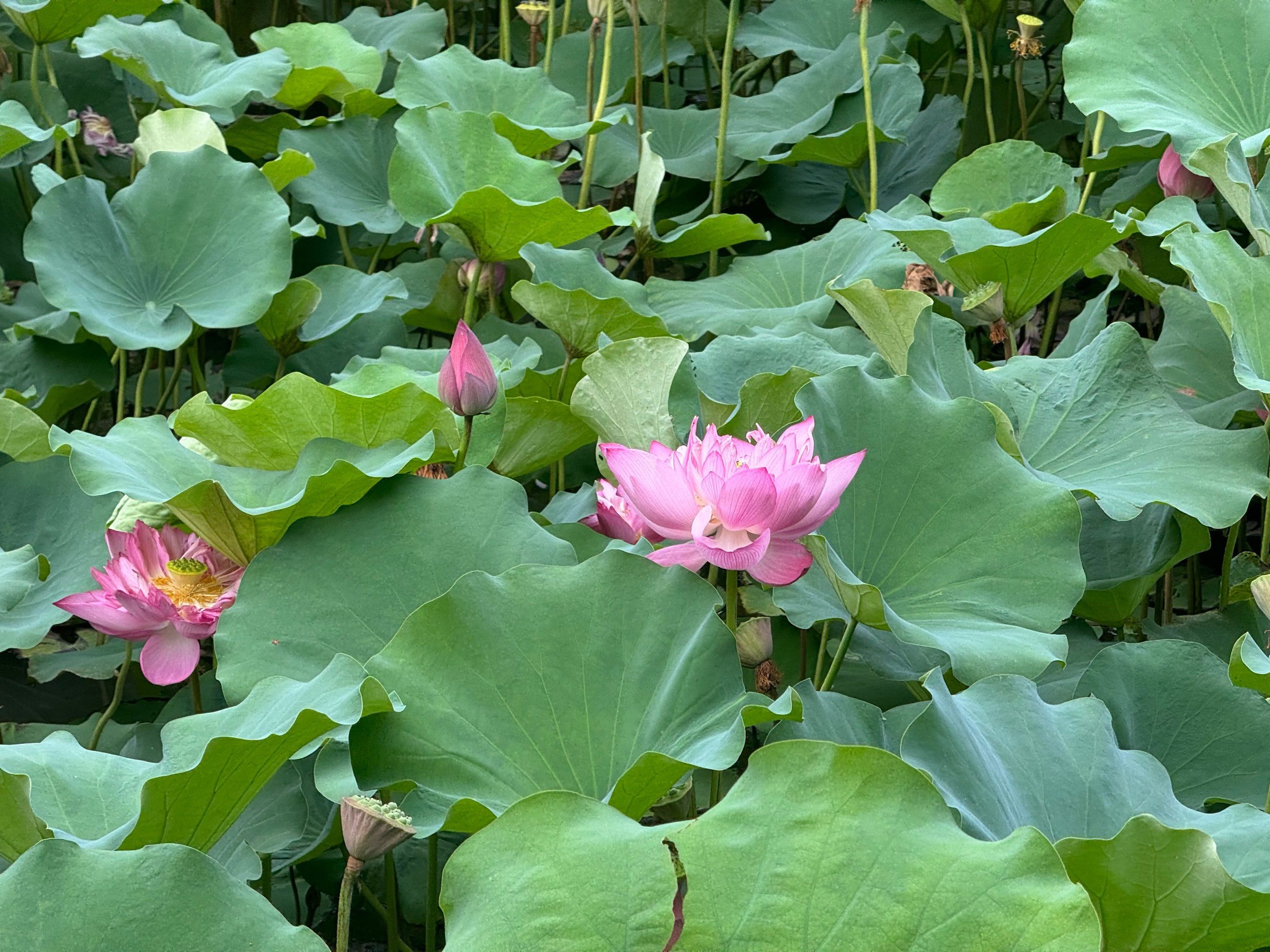 荷花四季的样子图片