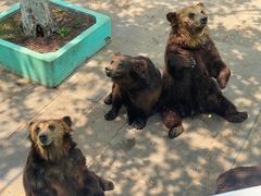 -西霞口神雕山野生动物世界