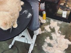 -PETKIT 小佩宠物·低压洗护·美容·寄养(安远店)