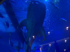 -成都浩海立方海洋公园