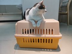 -安安宠医安欣宠物医院
