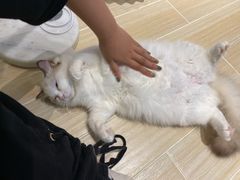 -momokira米努特·德文卷毛猫·棉花面纱犬