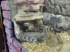 -上海大自然野生昆虫馆(东方明珠·爬宠昆虫探索中心)