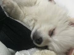 -严国平动物医院(德政总院)