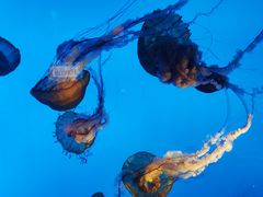 -太平洋海底世界