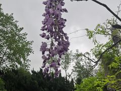 -嘉定紫藤园