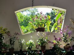 -西双版纳原始森林公园