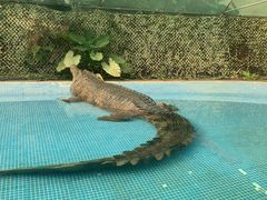 -广州长隆飞鸟乐园