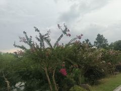 -洋湖国家湿地公园