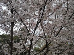 -武汉大学-樱园