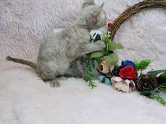 -十年猫舍·猫咪专门店(普陀店)