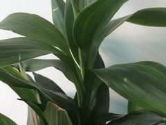 -昆明国际花卉拍卖交易中心