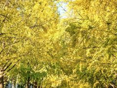 -三里屯东五街银杏大道