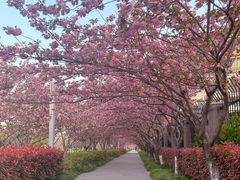 -高东镇樱花园