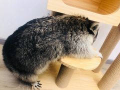 -浣熊柯尔鸭土拨鼠·电玩咖
