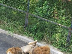 -大连森林动物园