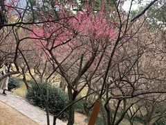 -香雪海