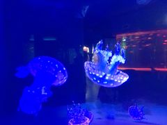 -左海海底世界