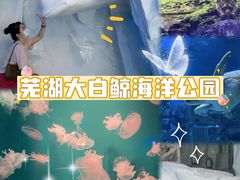 -芜湖新华联大白鲸海洋公园