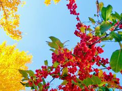 -长白岛森林公园