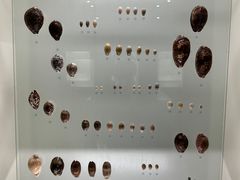 -青岛贝壳博物馆