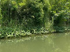 -溱湖国家湿地公园