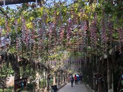 -呀路古热带植物园