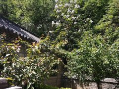 -原山国家森林公园