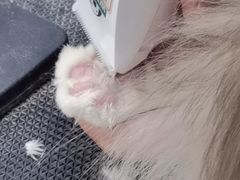 -艾贝尔宠物医院 ·中兽医·宠保定点(北门桥店)