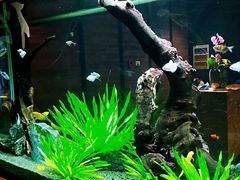 -松临·铁板烧&Omakase(神农店)