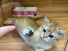 -猫十亿·布偶金渐层·曼基康矮脚猫舍(青年路店)