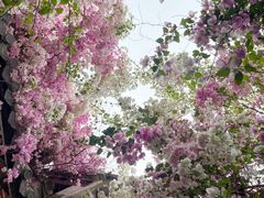 -深圳国际园林花卉博览园