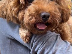 -宠物星动物医院·眼科·异宠·猫科(江南大道总院)