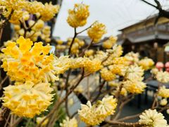 -诗经里