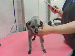 -宠福鑫康馨动物医院·骨科·眼科