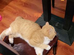 -猫小院猫主题咖啡厅(北锣店)