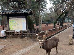 -奈良公园