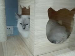 -喵的天空名猫咖啡馆·撸猫·猫舍·用品