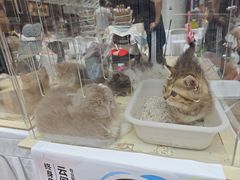-上海长风大悦城