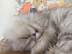 -猫的茶·猫咖