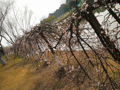 -白塘生态植物园