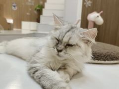 -COLOR PETS 撸猫馆·购猫·猫咖(长风大悦城店)