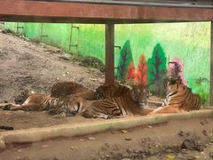 -栾川竹海野生动物园