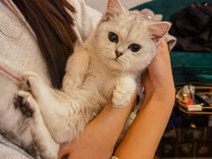-猫大福·Fortune Cat猫舍(百子湾店)