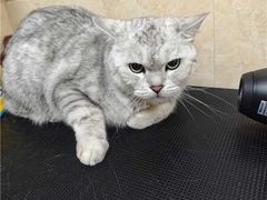 -瑞鹏宠物医院·夜间急症·心超·猫科(祖庙分店)