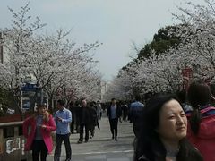 景点-高东镇樱花园