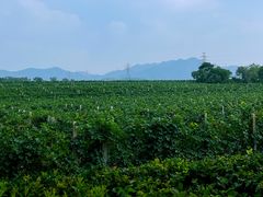 -北京张裕爱斐堡酒庄