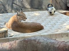 -青藏高原野生动物园