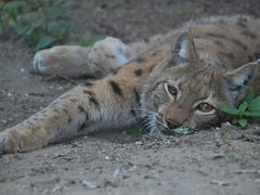 -维乐口腔医院(星海湾分院)